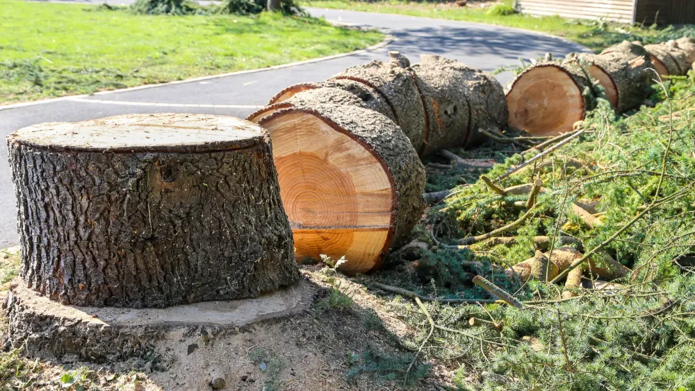 Abattage près de Cestas