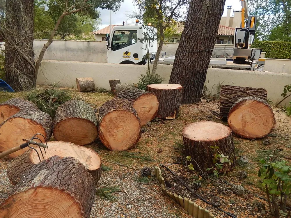 abattage-arbres