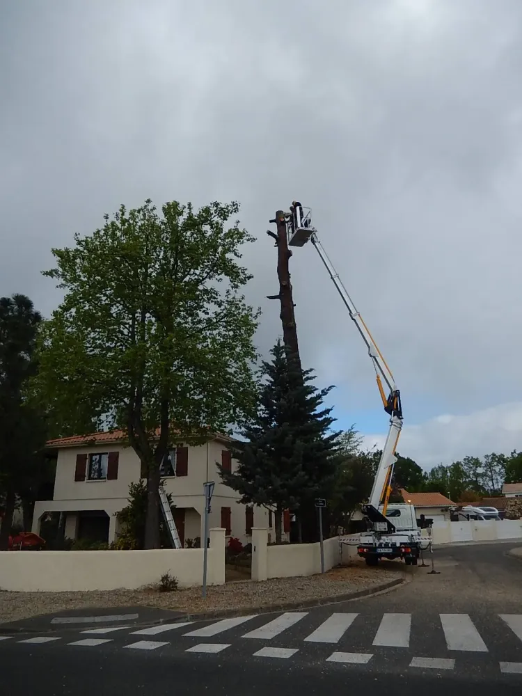 abattage-arbres-3