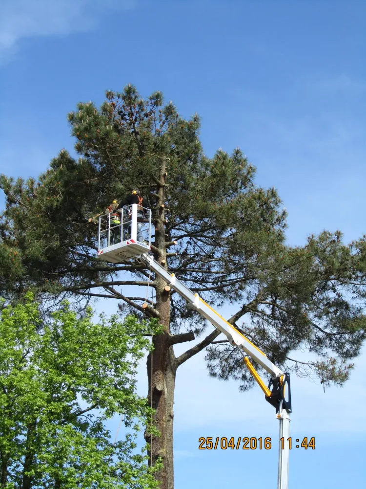 abattage-arbres-4